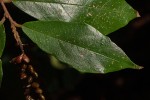 Antidesma vogelianum