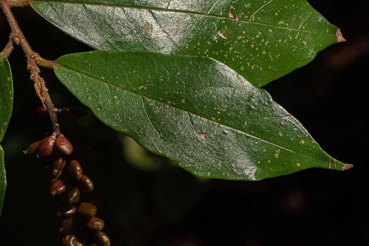 Antidesma vogelianum
