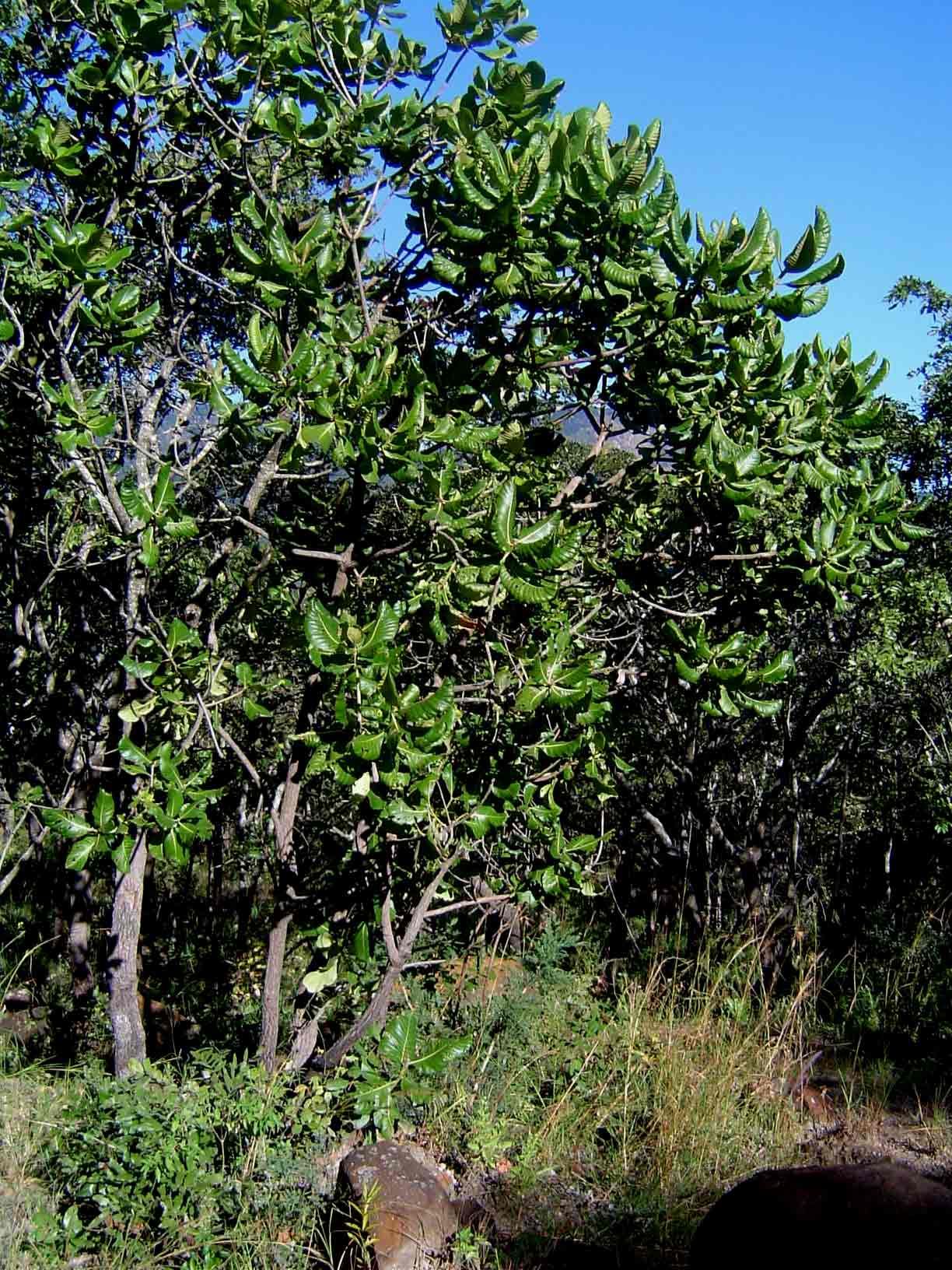 Uapaca kirkiana var. kirkiana