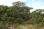 Uapaca kirkiana var. kirkiana