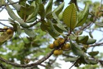 Uapaca kirkiana var. kirkiana