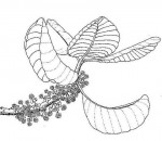 Uapaca kirkiana var. kirkiana