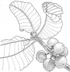 Uapaca kirkiana var. kirkiana