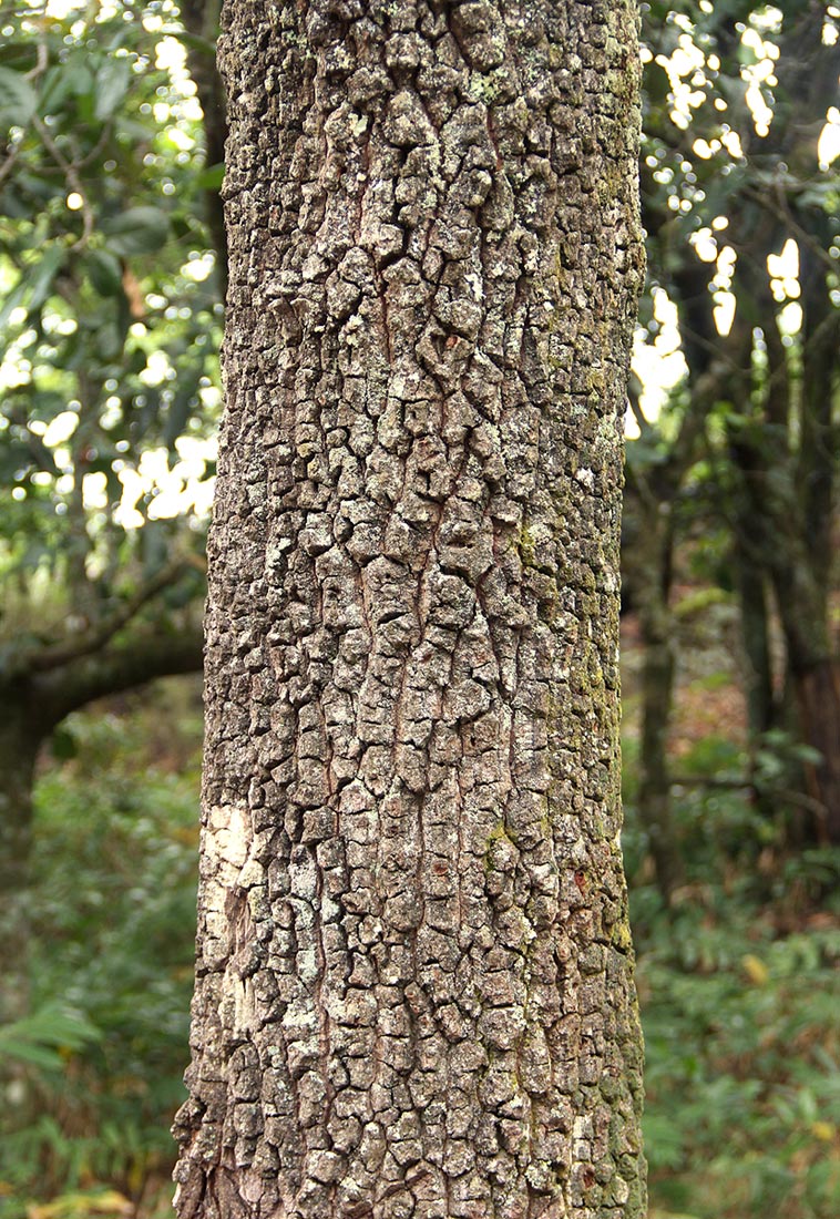 Uapaca kirkiana var. kirkiana