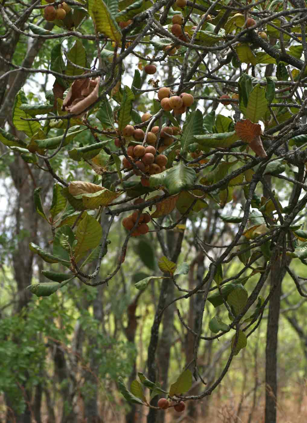 Uapaca kirkiana var. kirkiana