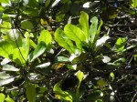 Uapaca lissopyrena