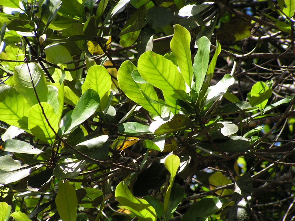 Uapaca lissopyrena