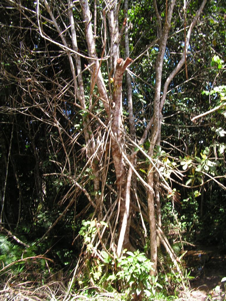 Uapaca lissopyrena