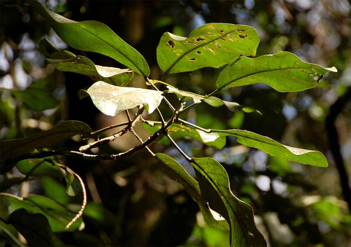 Uapaca lissopyrena