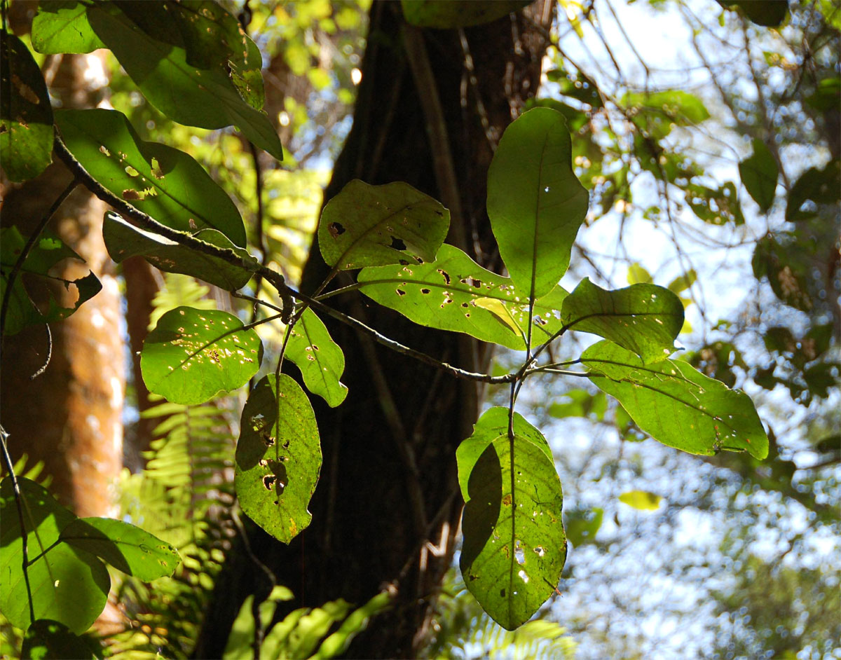 Uapaca lissopyrena