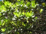 Uapaca lissopyrena