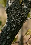 Uapaca nitida var. nitida