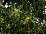 Uapaca nitida var. nitida