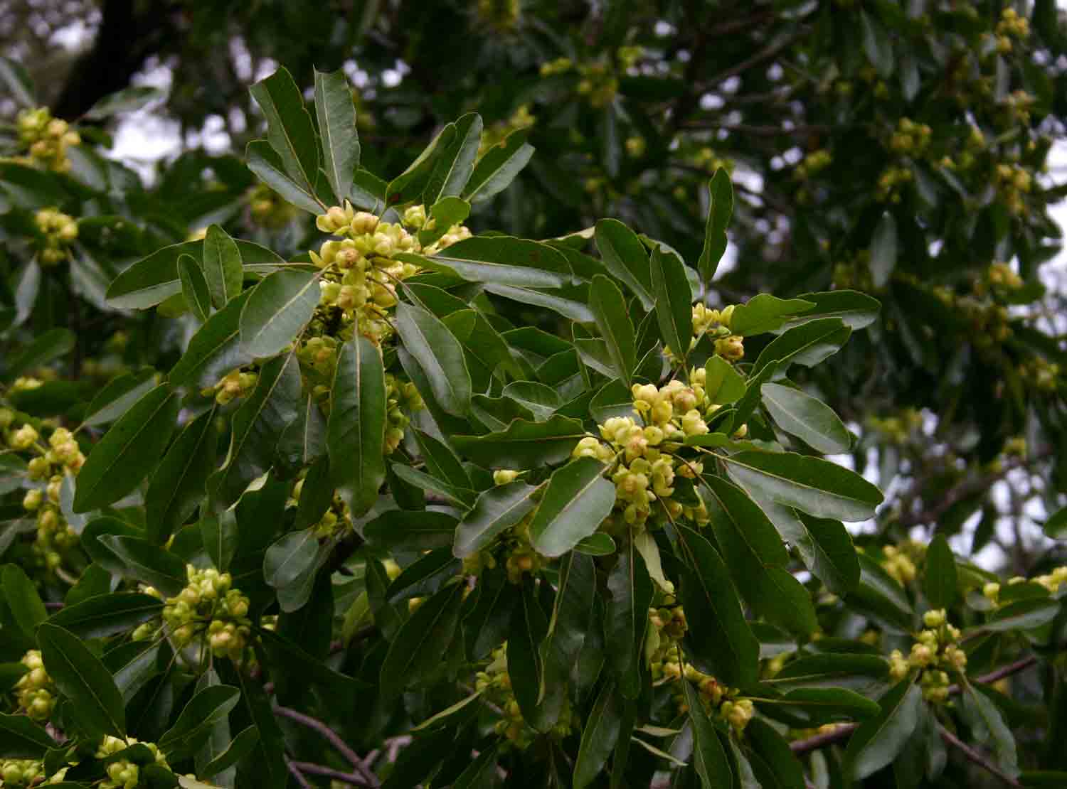 Uapaca nitida var. nitida