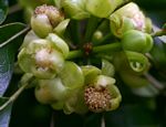 Uapaca nitida var. nitida