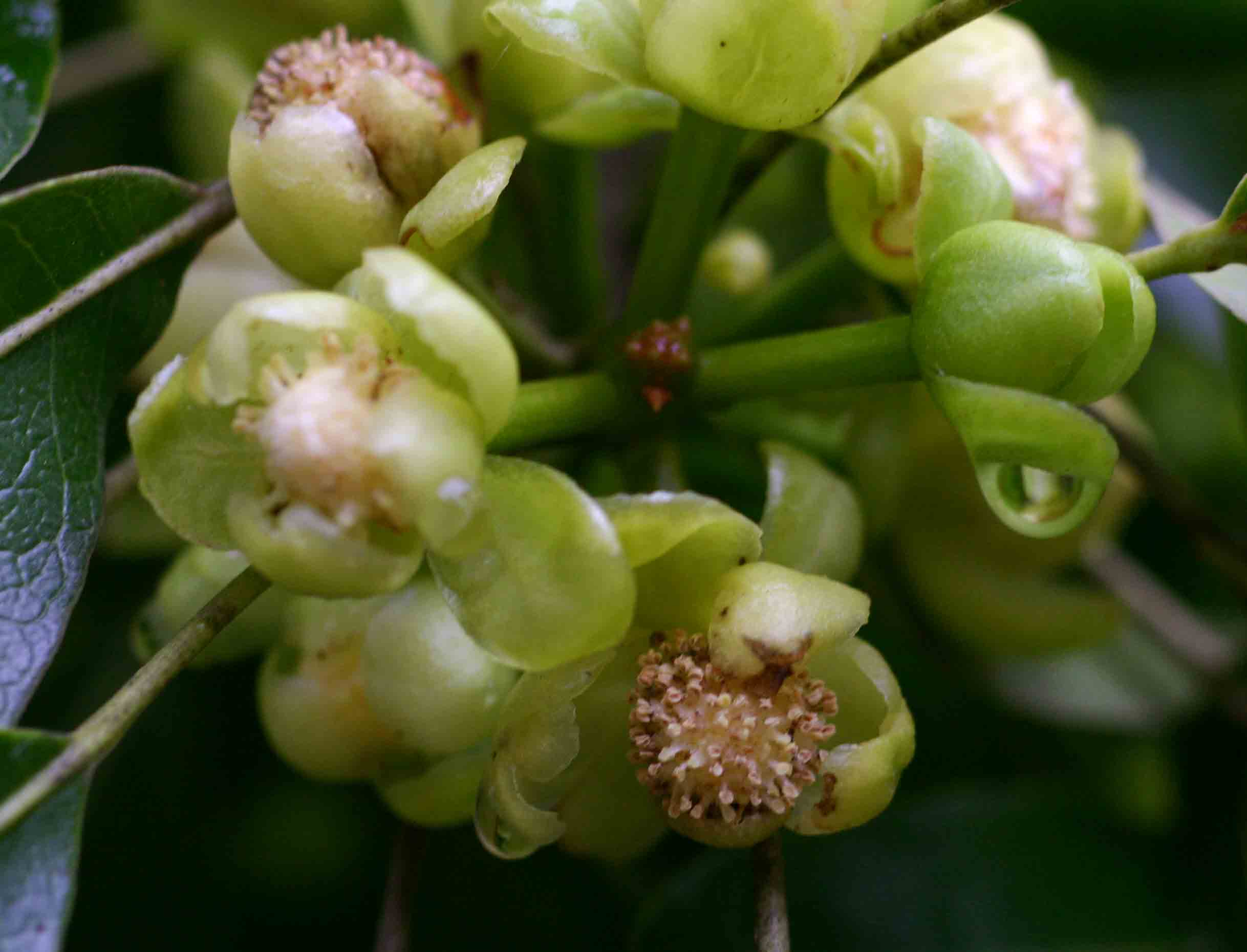 Uapaca nitida var. nitida