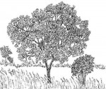Uapaca nitida var. nitida