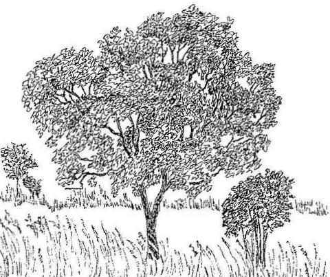 Uapaca nitida var. nitida