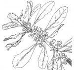 Uapaca nitida var. nitida