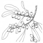 Uapaca nitida var. nitida