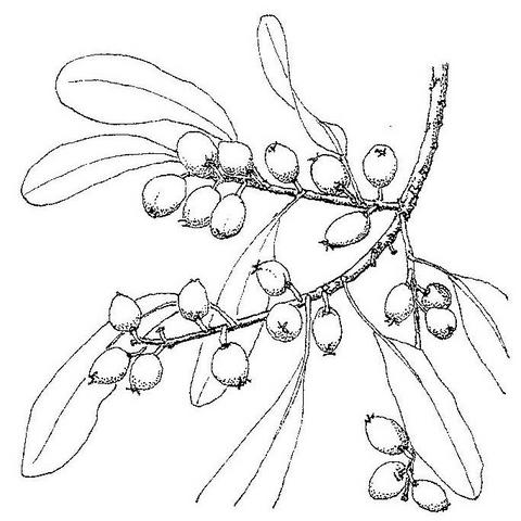 Uapaca nitida var. nitida