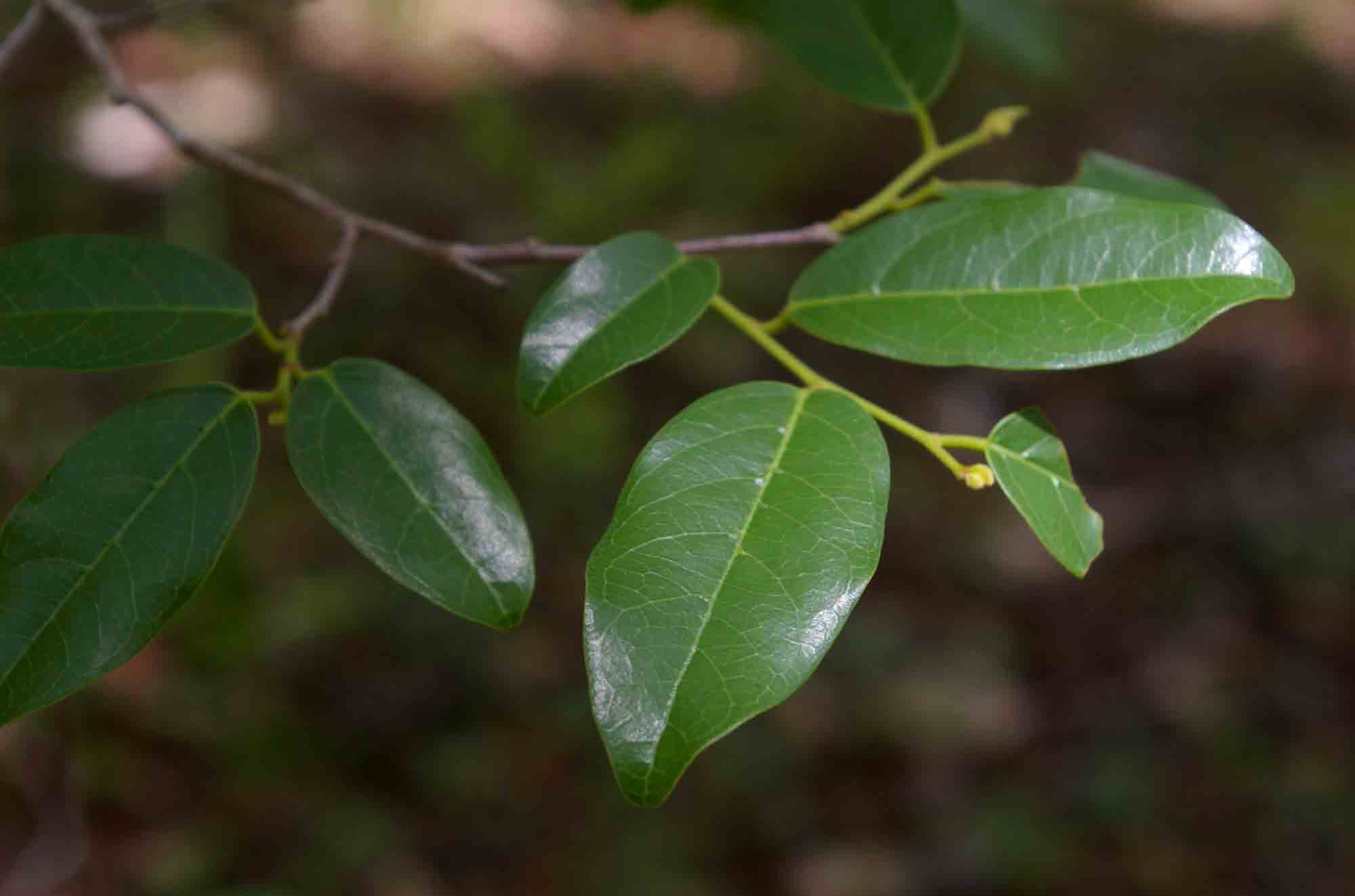 Cleistanthus schlechteri var. schlechteri
