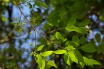 Cleistanthus schlechteri var. schlechteri