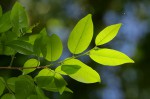 Cleistanthus schlechteri var. schlechteri