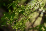 Cleistanthus schlechteri var. schlechteri