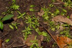 Cleistanthus schlechteri var. schlechteri