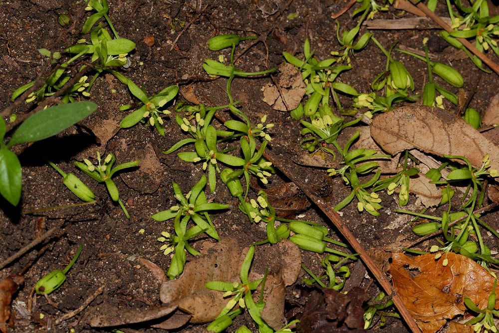 Cleistanthus schlechteri var. schlechteri