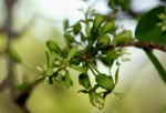 Cleistanthus schlechteri var. schlechteri