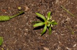 Cleistanthus schlechteri var. schlechteri