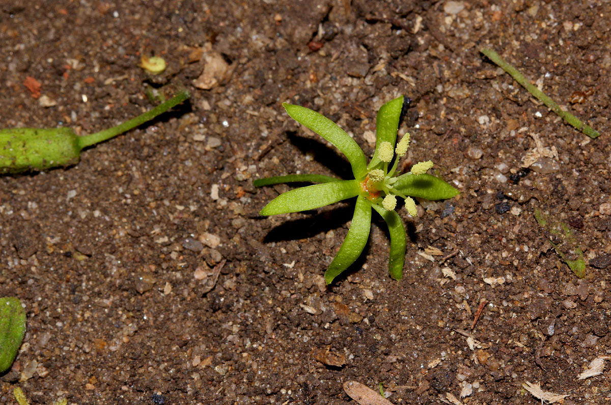 Cleistanthus schlechteri var. schlechteri