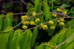 Cleistanthus schlechteri var. pubescens