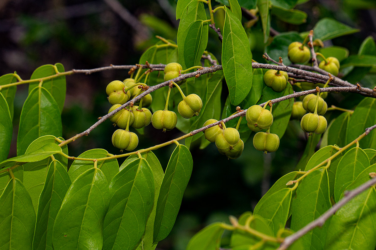Cleistanthus schlechteri var. pubescens