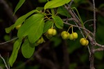Cleistanthus schlechteri var. pubescens