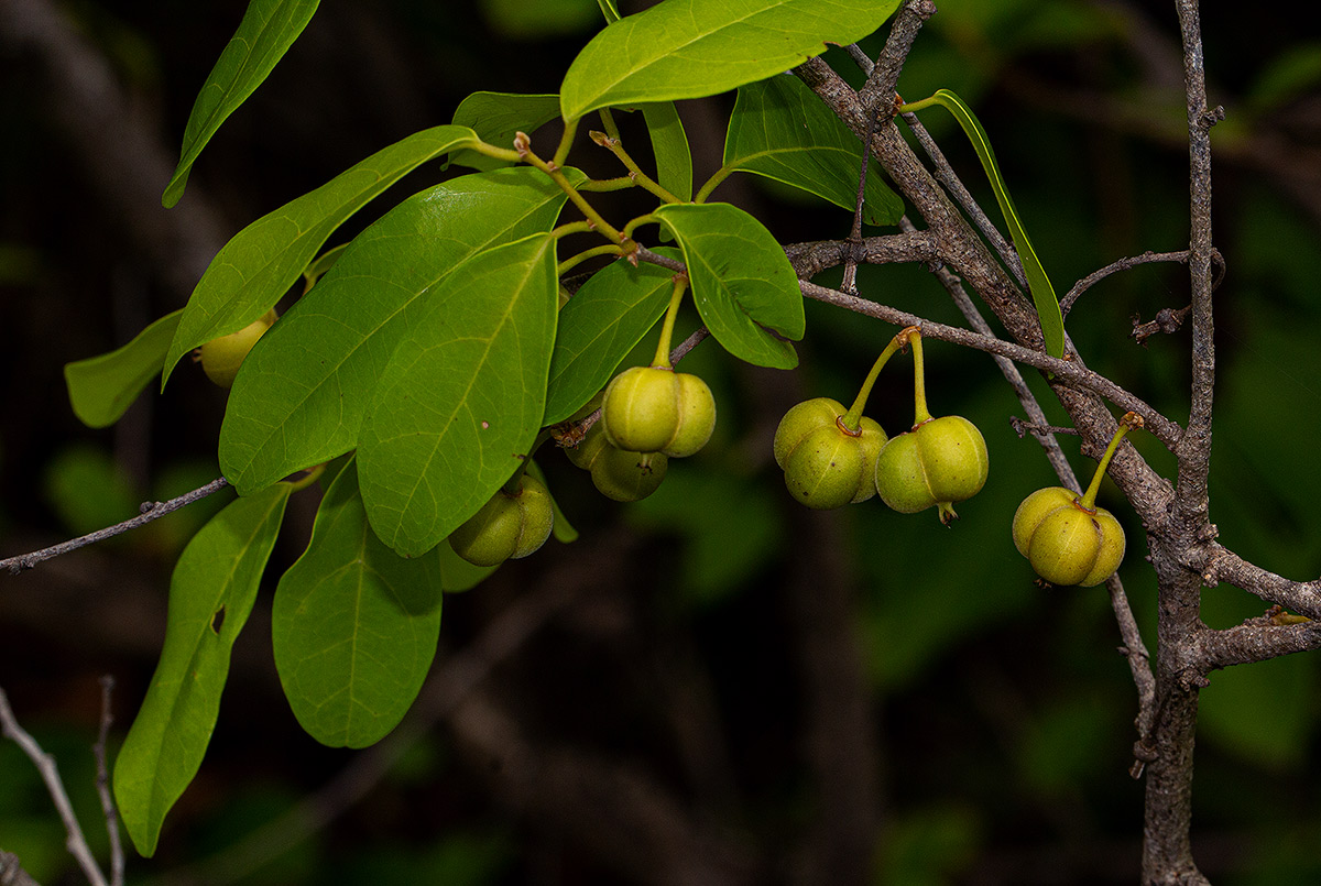 Cleistanthus schlechteri var. pubescens