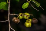 Cleistanthus schlechteri var. pubescens