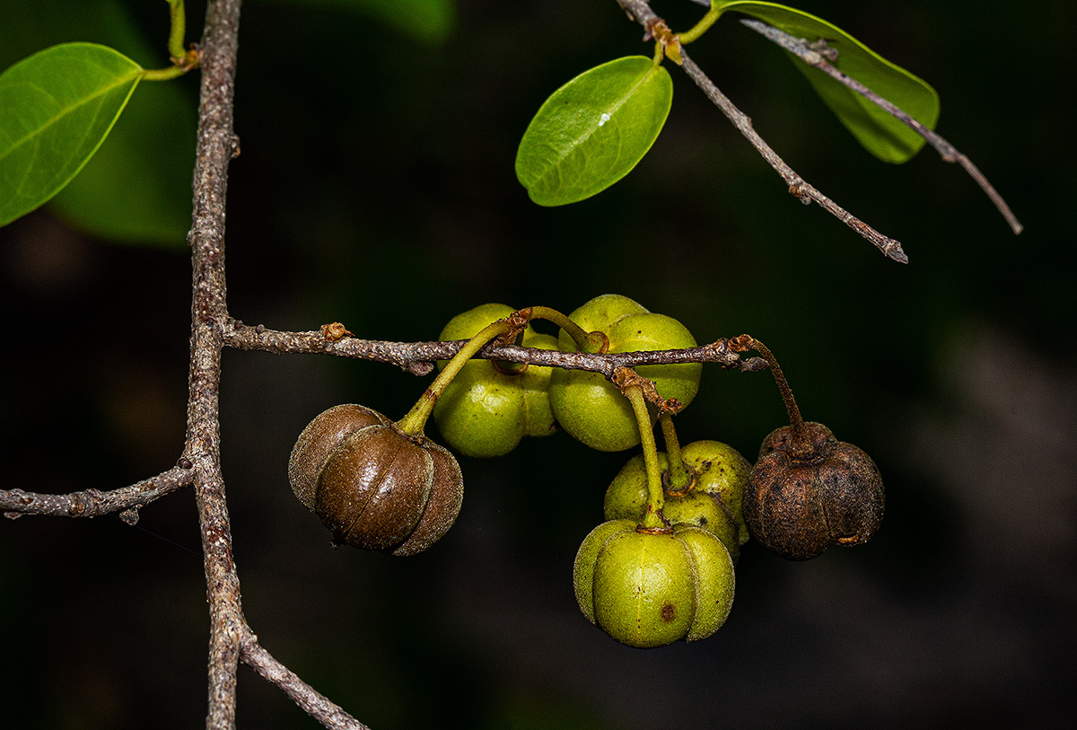 Cleistanthus schlechteri var. pubescens