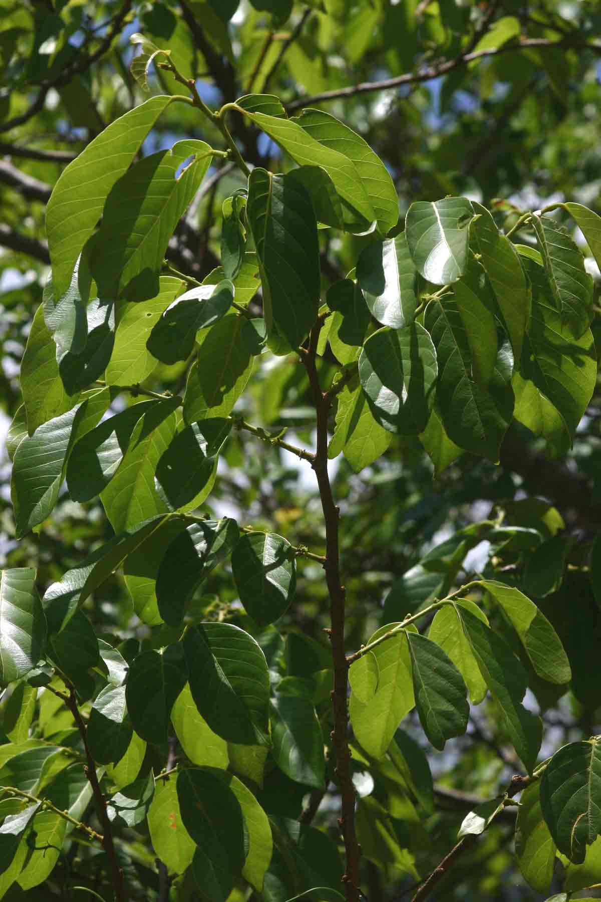 Bridelia micrantha