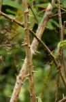 Bridelia micrantha