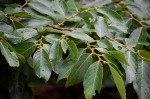 Bridelia micrantha