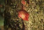 Bridelia micrantha