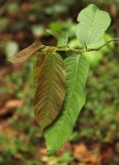 Bridelia micrantha