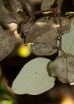 Androstachys johnsonii