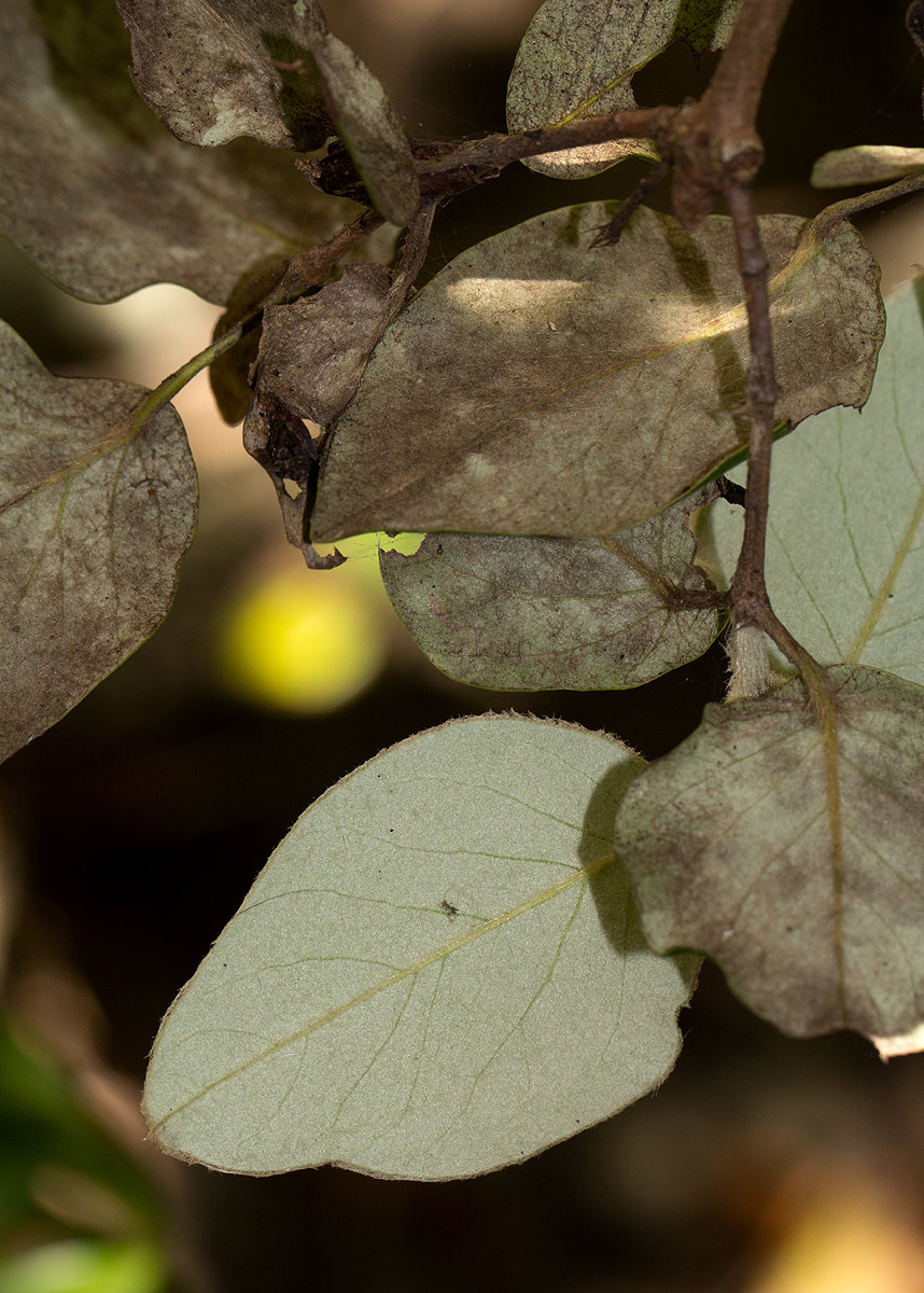 Androstachys johnsonii