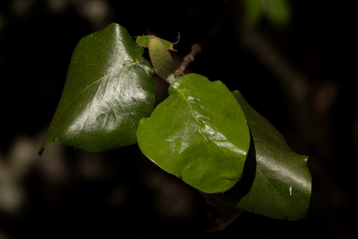 Androstachys johnsonii