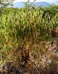Croton gratissimus var. gratissimus