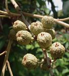 Croton gratissimus var. gratissimus